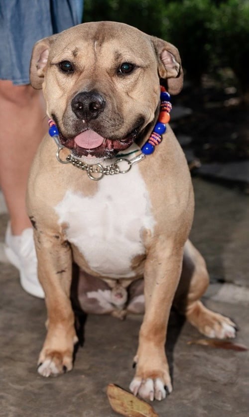 BEAR - Bulldog available for adoption