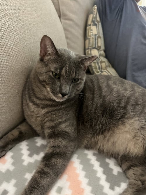 LITTLE BIG MAN - Domestic Short Hair available for adoption