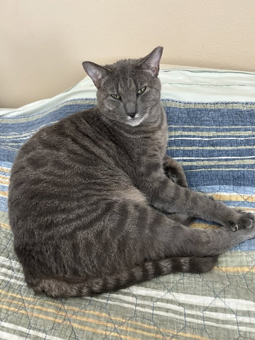 LITTLE BIG MAN - Domestic Short Hair available for adoption