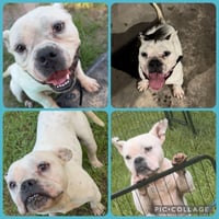 Bubba - Photo 1