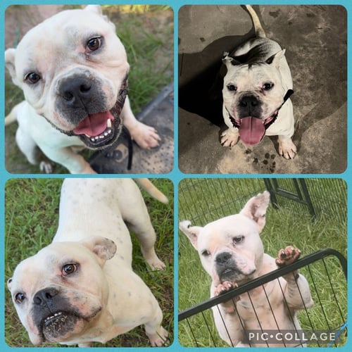 BUBBA - American Bulldog available for adoption