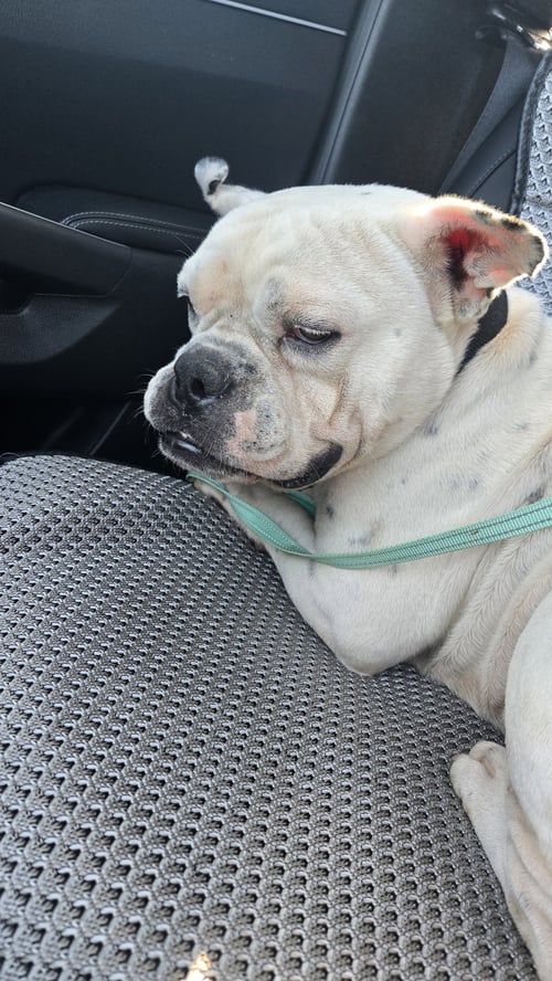BUBBA - American Bulldog available for adoption