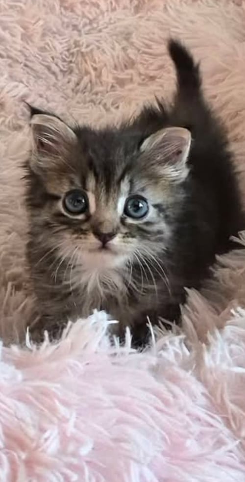 SAGE - Domestic Short Hair available for adoption
