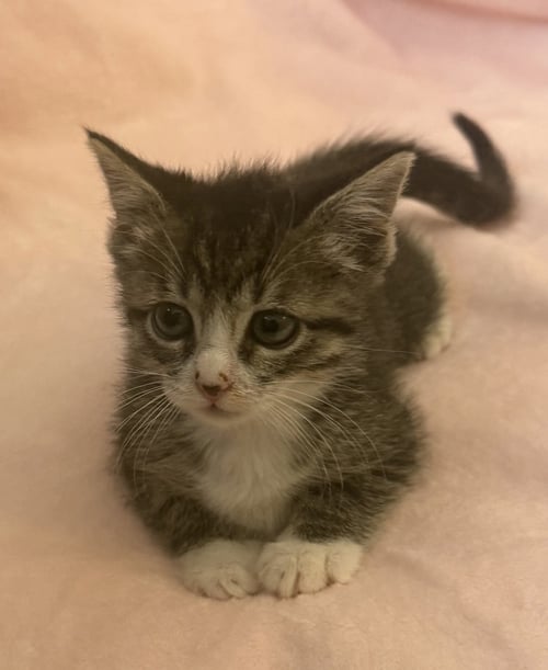 SAGE - Domestic Short Hair available for adoption