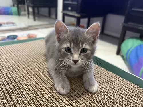 TOFU - Domestic Short Hair for adoption in The Woodlands