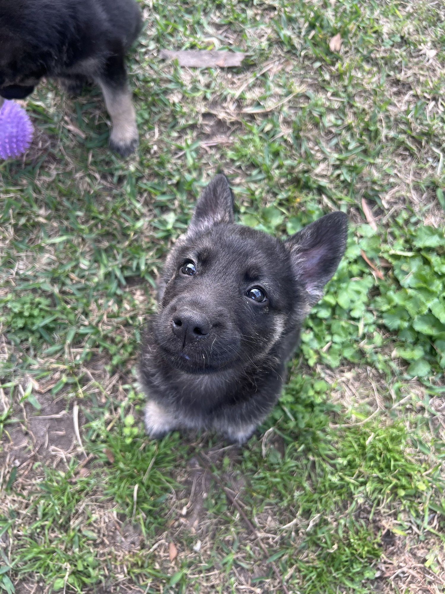 CASH - German Shepherd Dog available for adoption