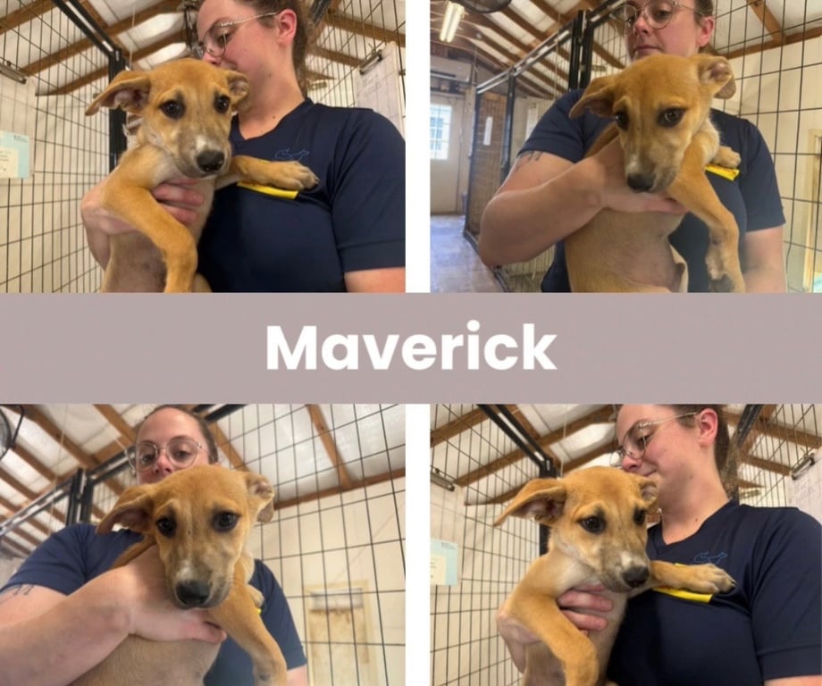Maverick Image
