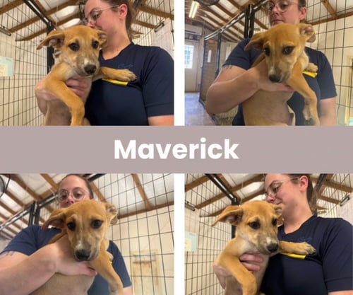 MAVERICK - Labrador Retriever available for adoption