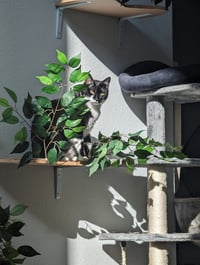 FatManBatCat - Photo 1