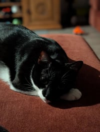 FatManBatCat - Photo 2