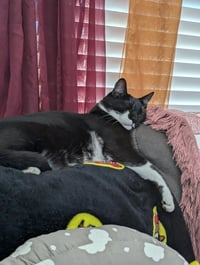 FatManBatCat - Photo 3