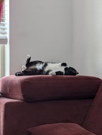 FatManBatCat - Photo 4