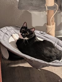 FatManBatCat - Photo 5