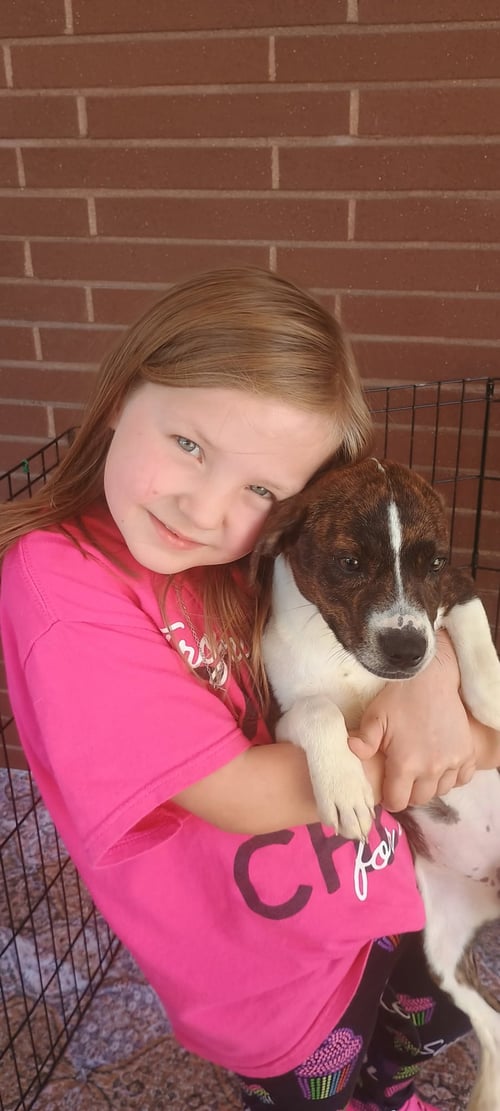 GUMMY BEAR - Terrier available for adoption