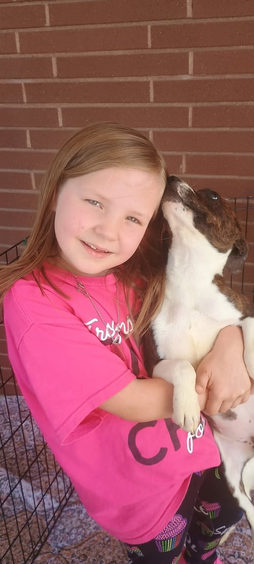 GUMMY BEAR - Terrier available for adoption