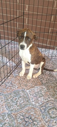 Gummy bear - Photo 4