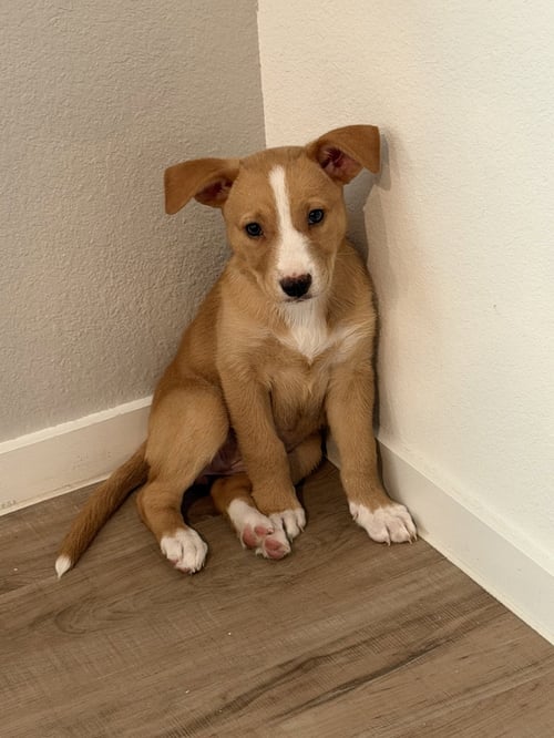 EMMA - Labrador Retriever for adoption in The Woodlands