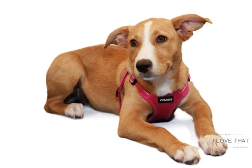 EMMA - Labrador Retriever available for adoption