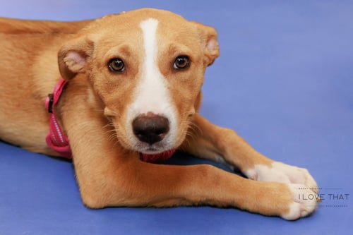 EMMA - Labrador Retriever available for adoption