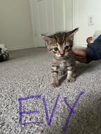Evy - Photo 1
