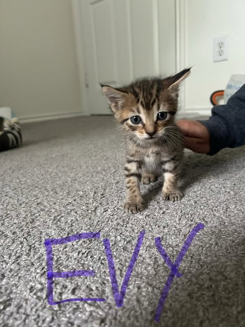 EVY - Domestic Short Hair available for adoption