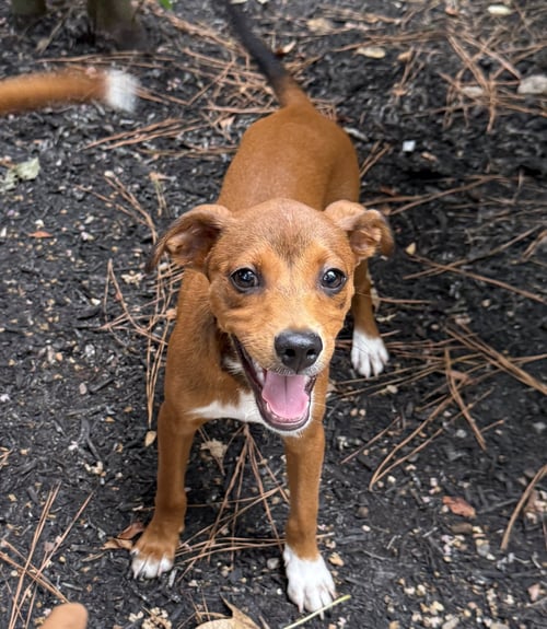 FRANZ - Terrier / Chihuahua available for adoption