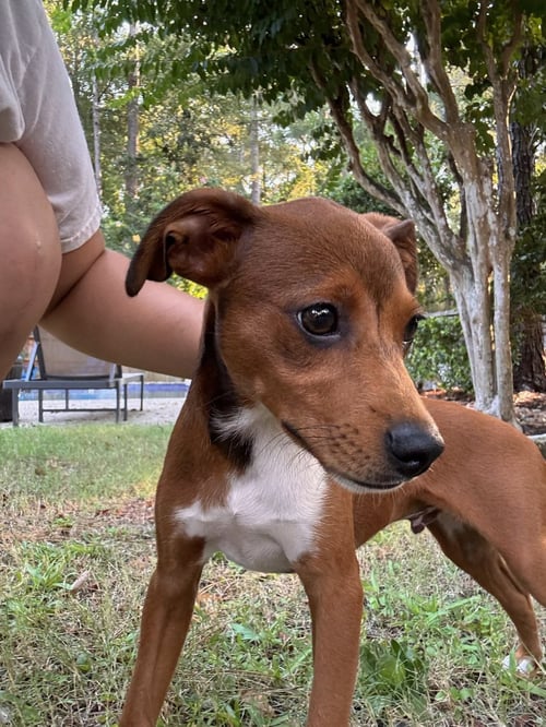 FRANZ - Terrier / Chihuahua available for adoption