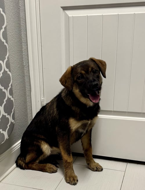 SHELLY - Shepherd / Labrador Retriever available for adoption