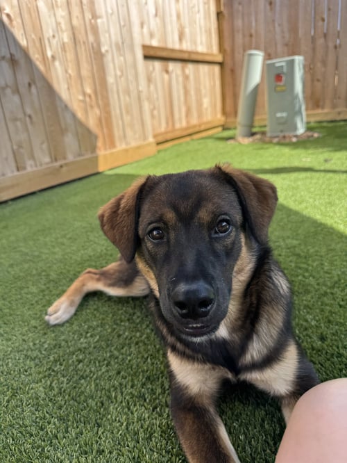 SHELLY - Shepherd / Labrador Retriever available for adoption