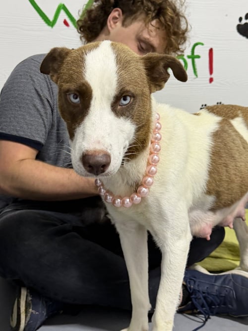 JINNY - Labrador Retriever available for adoption