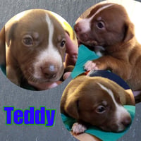 Teddy - Photo 15