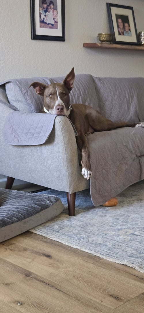TEDDY - Pit Bull Terrier / Husky available for adoption