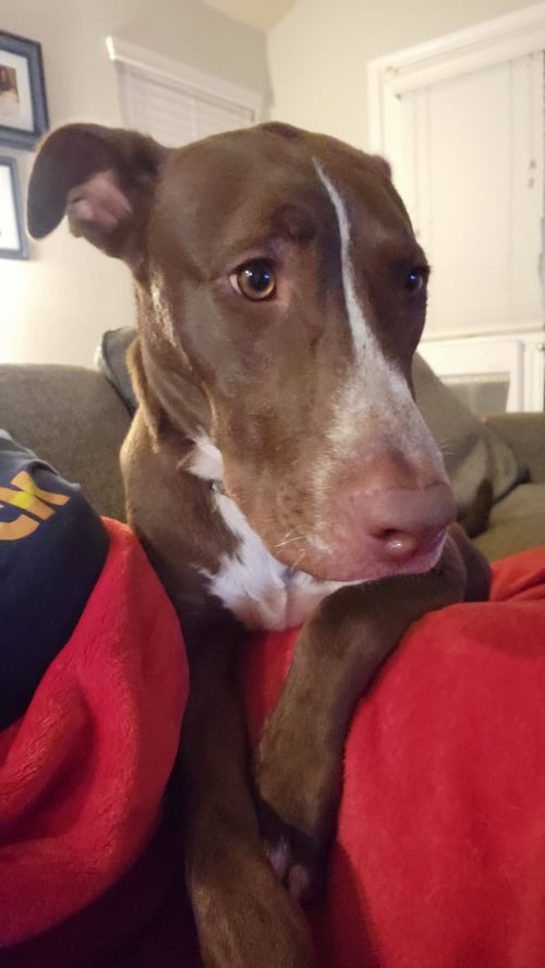 TEDDY - Pit Bull Terrier / Husky available for adoption