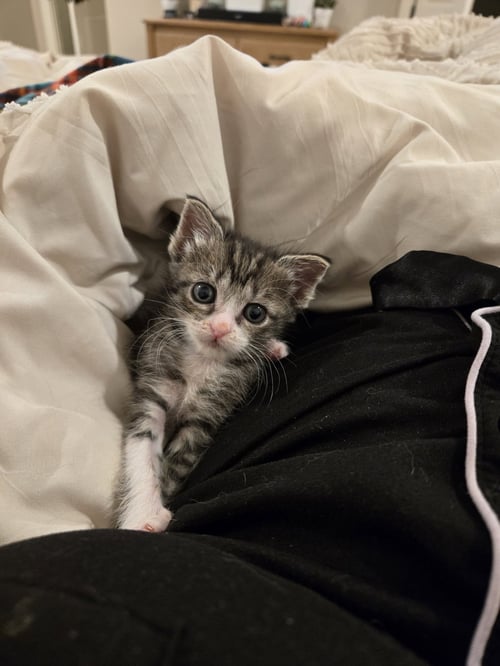 WREN - Domestic Short Hair available for adoption