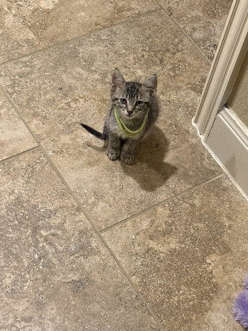 BELLATRIX - Domestic Short Hair available for adoption