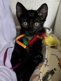 Boo Boo - Photo 1