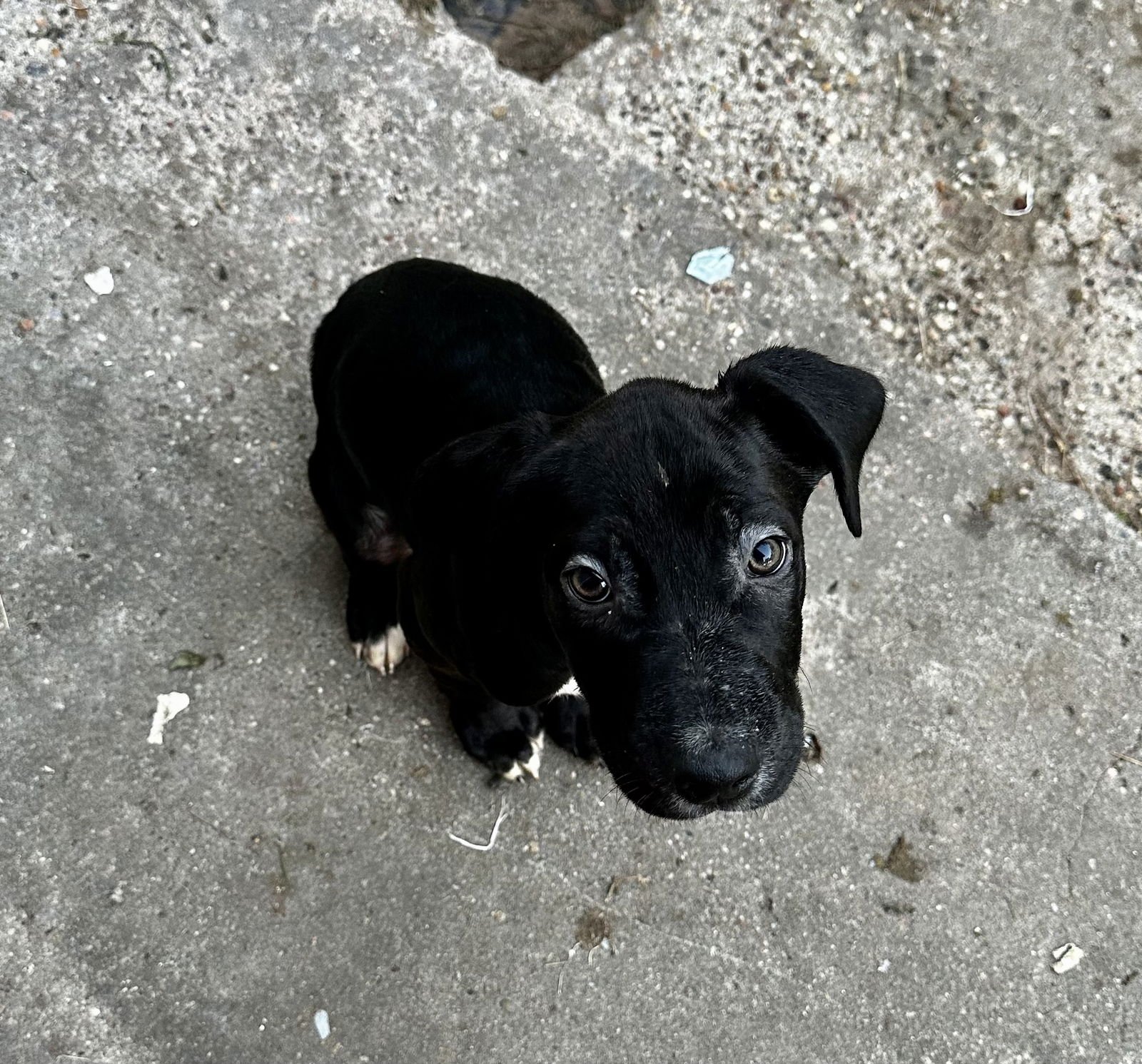 TRUNKS - Labrador Retriever available for adoption