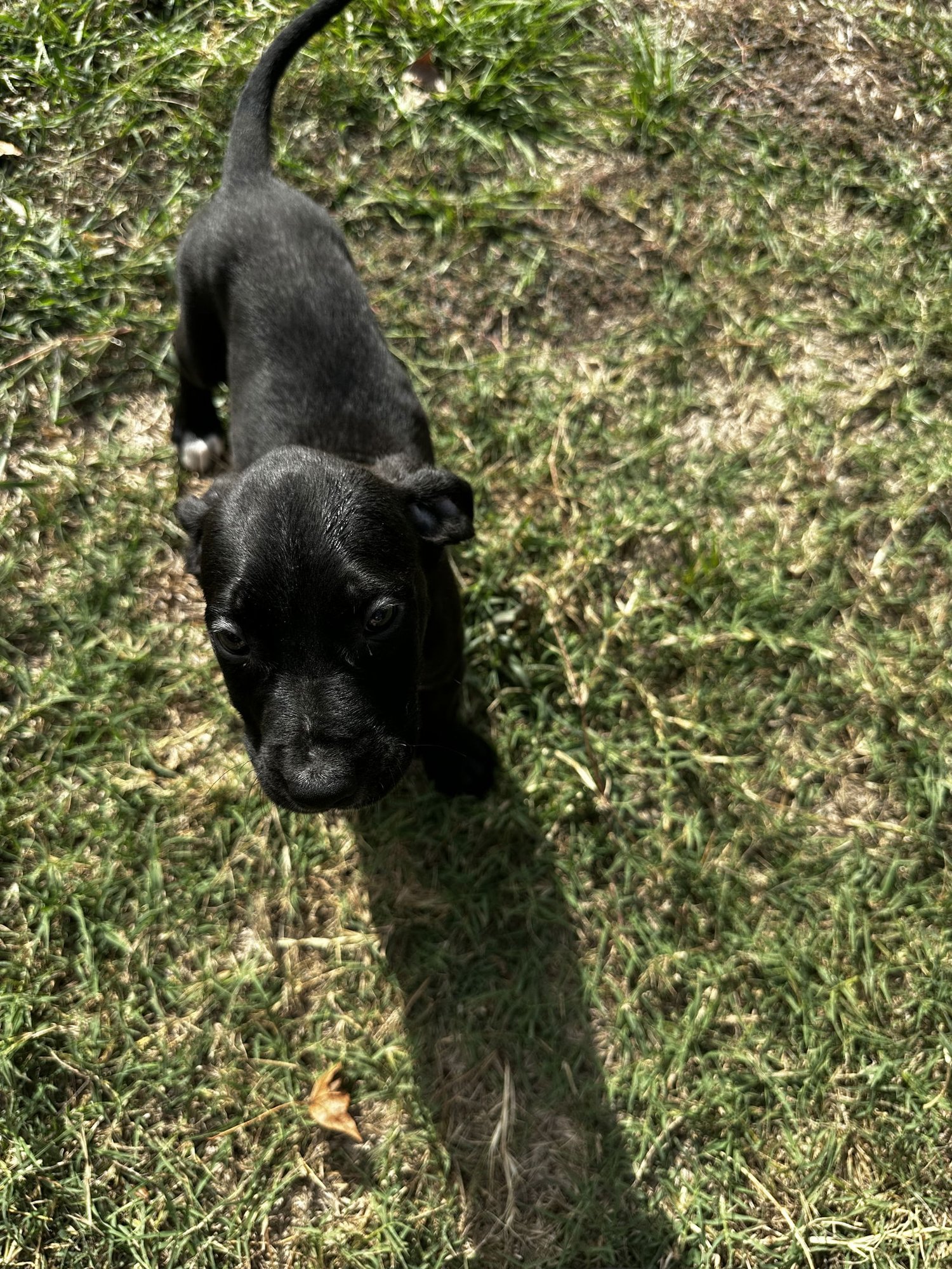 TRUNKS - Labrador Retriever available for adoption