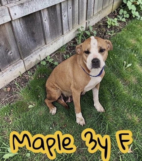 MAPLE - Labrador Retriever available for adoption