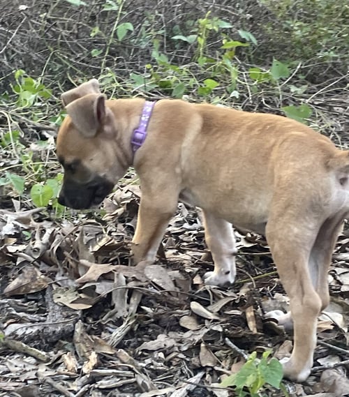 BARNEY - Labrador Retriever available for adoption