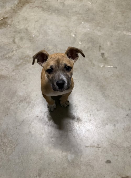 BARNEY - Labrador Retriever available for adoption