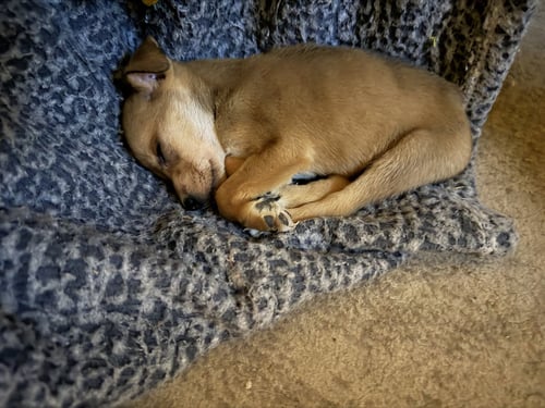 AGGIE - Chihuahua available for adoption