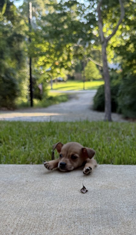 Aggie Image