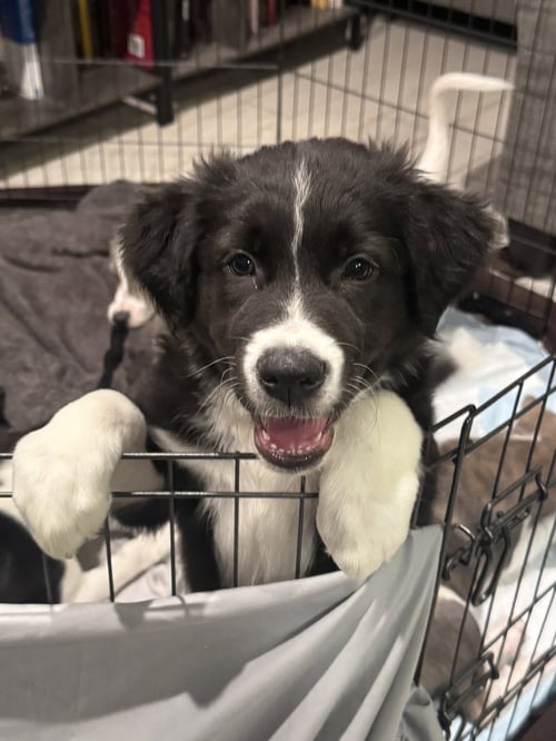 CHONK - Labrador Retriever available for adoption
