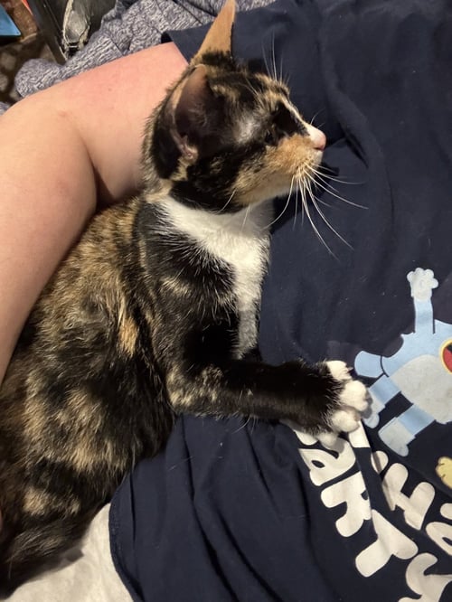 MOTLEY - Calico available for adoption