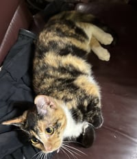 Motley - Photo 2