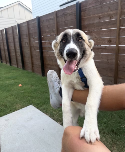 DENALI - Anatolian Shepherd / Australian Shepherd available for adoption