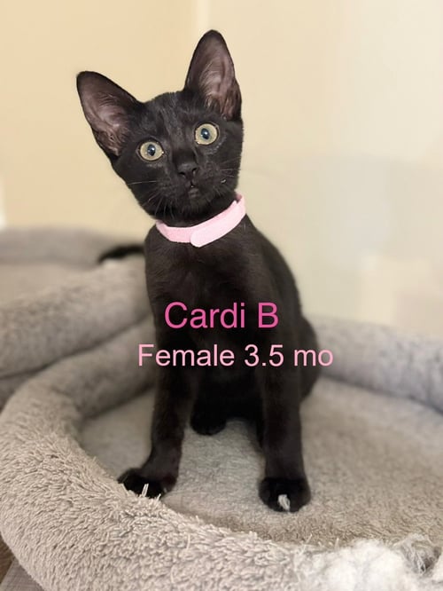 CARDI B - Domestic Short Hair available for adoption