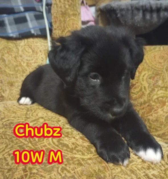 Chubz Image