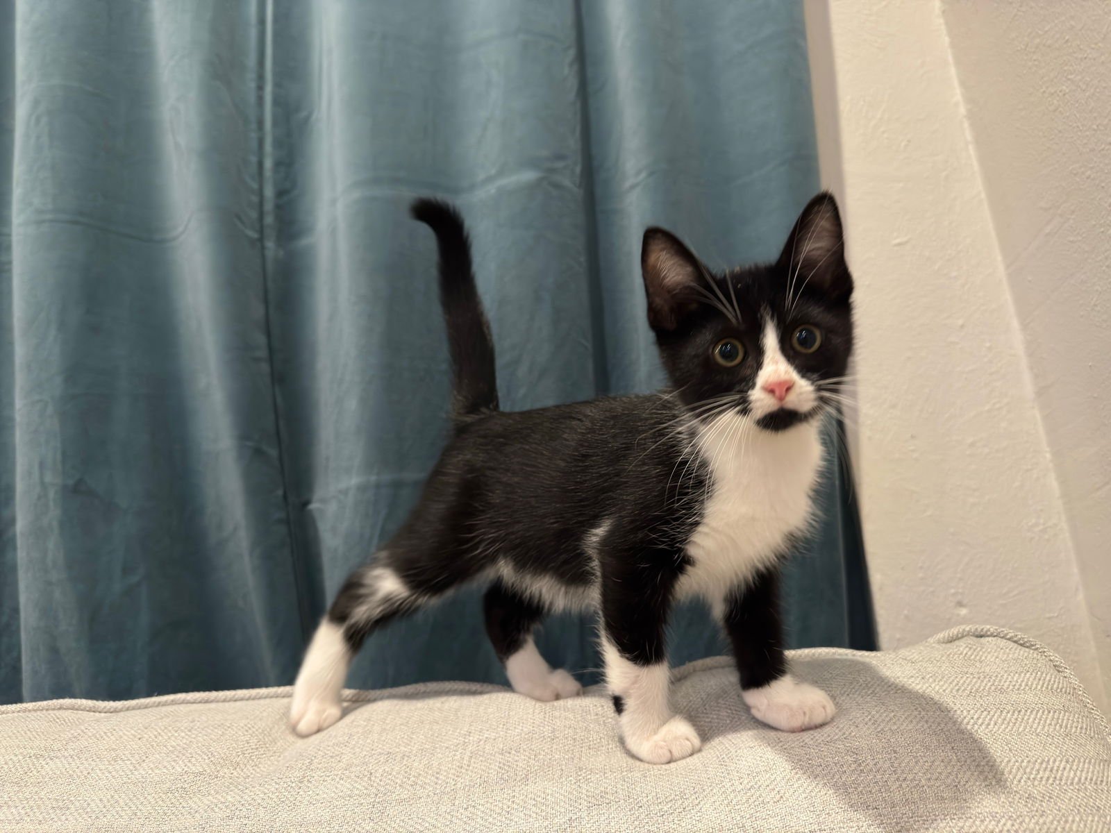 CHARCOAL - Domestic Short Hair available for adoption